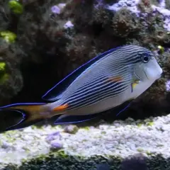 Ryba z jastrzębia góra oceanarium, z niebieskimi pasami i pomarańczowym ogonem, pływa wśród koralowców.