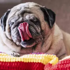 Mops z wywiniętym językiem, leżący na kolorowym kocu. Czy to pytanie "dlaczego pies liże odbyt" go tak rozbawiło?