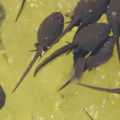 Un groupe de têtards nageant dans une eau stagnante trouble. Leurs corps sombres et leurs queues fines se confondent avec le fond verdâtre.