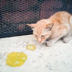 Un chat roux regarde des vomissements jaunes sur le sol. Il semble malade et ne mange plus.