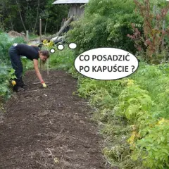 Co po czym siać na działce, by uniknąć błędów w uprawach?