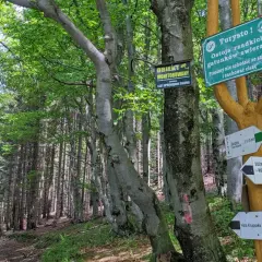 Leśna ścieżka prowadzi do Hali Krupowej. Znaki wskazują drogę, a tablice informują o ostoi zwierząt i monitoringu.