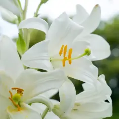 Zbliżenie na białe lilie z żółtymi pręcikami na tle zieleni.