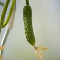 Giovane pianta di cetrioli con un piccolo frutto verde e un fiore appassito.