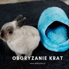 Królik gryzie klatkę? To wołanie o pomoc! Jak mu pomóc?