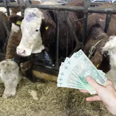Ręka pokazuje stos banknotów 100 zł na tle krów w oborze. Taka byd cena może być opłacalna.