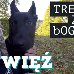 Tresura owczarka niemieckiego: Kompletny przewodnik (+sekrety!)