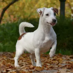 Radosny piesek jack russell terrier podnosi przednią łapę, gotowy do zabawy wśród jesiennych liści.