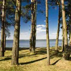 Słoneczna mazurska plaża z sosnami w tle. W oddali widać jezioro i ludzi odpoczywających na trawie.