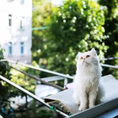 Chat blanc aux yeux ambrés, assis sur un balcon, l'air de contempler le monde, sans craindre le syndrome du chat parachutiste.