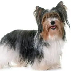 Uroczy yorkshire terrier biewer z długą, trójkolorową sierścią, stojący na białym tle.