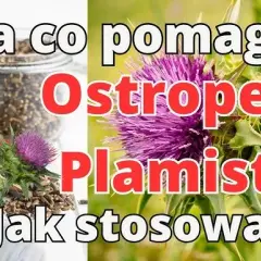 Mielony ostropest: Jak stosować? Wątroba Ci podziękuje!