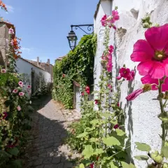 Un sentier pavé bordé de roses trémières roses et fuchsia, grimpant sur des murs blancs et une végétation luxuriante. Le danger de la rose trémière réside dans sa fragilité face aux intempéries.