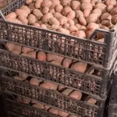 Wie Kartoffeln lagern ohne Keller: Die besten Tipps für frische Kartoffeln