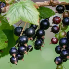 Dojrzałe owoce przycinanie porzeczki czarnej zwisają z gałęzi, gotowe do zbioru.