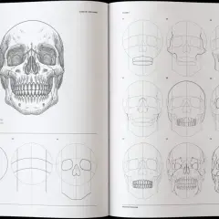 Detailed skull design illustration showing a step-by-step guide to drawing a human skull from various angles.