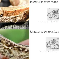 Dwie jaszczurki w Polsce: żyworodna i zwinka. Porównanie ich łusek na głowie.