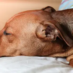 Un perro marrón duerme plácidamente en una cama. Su respiración es profunda, casi como si roncara.