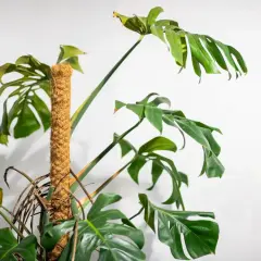 Monstera wsparta na paliku kokosowym, który stanowi idealną podporę do monstery, pozwalając jej piąć się w górę.