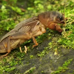 Turkuć podjadek na mchu, jego potężne odnóża sugerują, że mógłby zadać bolesne ugryzienie.