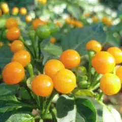 Leuchtend orange Chili-Früchte, die den teuersten Pfeffer der Welt darstellen, reifen an einem grünen Strauch.