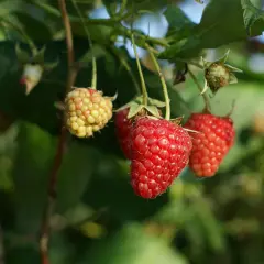 Maliny jesienne dojrzewają na krzewie. Warto wiedzieć, kiedy sadzić maliny jesienne, aby cieszyć się ich smakiem.