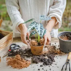 Mani che mostrano come trapiantare una pianta in un nuovo vaso, con terra, attrezzi e un annaffiatoio a portata di mano.