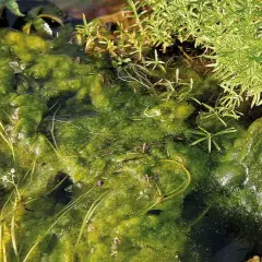 Un tapis d'algues vertes et brillantes dans l'eau, avec des plantes aquatiques et des cailloux. Les algues sont-elles des plantes ? La nature nous pose des questions.