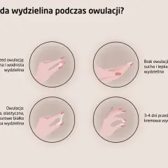 Ciąża po owulacji? Szanse, żywotność komórki jajowej i okno płodności