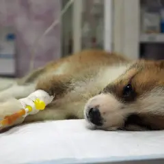 Ein krankes Hundebaby mit Parvovirus liegt mit Infusion.
