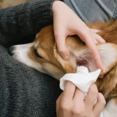 Persona cuida de su perro, limpiando sus orejas con una toallita.