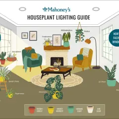 Illustration of a living room with various houseplants, showing ideal placement for best indoor lighting based on window direction and light levels.