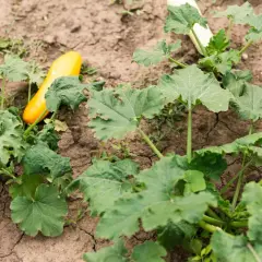 Zucchine gialle e verdi crescono nel terreno arido, alcune con macchie scure sulle foglie.