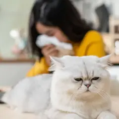 Gato blanco con cara de enfado, mientras una persona en el fondo estornuda, sufriendo de alergia al pelo de gato.