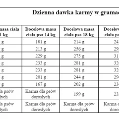 Ile karmy dla szczeniaka? Dawkowanie krok po kroku (wiek, waga)