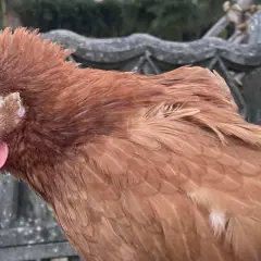 Brązowa kura rosa z różowym grzebieniem i dzwonkami, trzymana przez rękę.