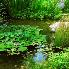 Un canard nage dans une mare de jardin luxuriante, entourée de nénuphars et de végétation verdoyante.
