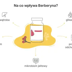 Berberyna wspiera wątrobę, lipidogram, glikemię, mikrobiom jelitowy i proces odchudzania.