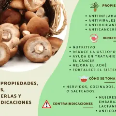 Hongos shiitake que es: nutritivos, antiinflamatorios y anticancerígenos. Se comen hervidos, cocinados o salteados.