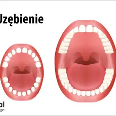 Ile zębów ma człowiek? Kompletny przewodnik po uzębieniu.