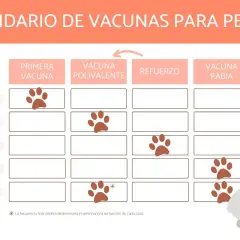 Calendario de vacunas para perros, incluyendo la antirrábica. Muestra las edades para la primera vacuna, polivalente, refuerzos y la vacuna antirrábica.