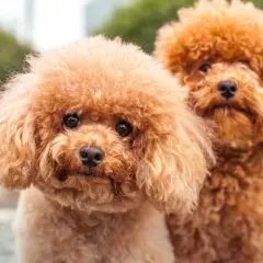 Dos adorables perros caniche de color caramelo, con sus pelajes rizados y miradas curiosas, posan juntos al aire libre.