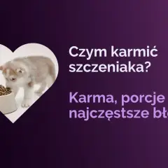 Uroczy szczeniak husky wącha miskę z karmą. Dowiedz się, jak karmić szczeniaka, jakie porcje podawać i jakich błędów unikać.