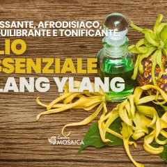 Olio essenziale Ylang Ylang: rilassante, afrodisiaco, riequilibrante e tonificante. Scopri le sue proprietà.