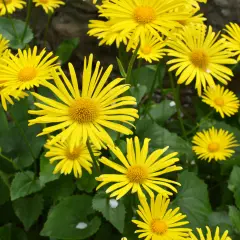 Un parterre de fleurs d'inule odorante, aux pétales jaunes vifs et aux cœurs orangés, illumine le jardin.