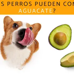 Un perro adorable con la lengua afuera mira dos mitades de aguacate. ¿Los perros pueden comer aguacate?