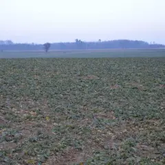 Pole z młodym rzepakiem, który nie jest zbożem. W tle las i zachmurzone niebo.