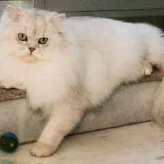 Puszysta biała kotka z zielonymi oczami leży obok zabawki.