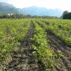 Fila di giovani alberi in un campo, pronti per coltivare noci. Montagne sullo sfondo.