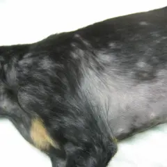 El pelaje de mi perro muestra zonas sin pelo, como si se le cayera el pelo y tuviera calvas.